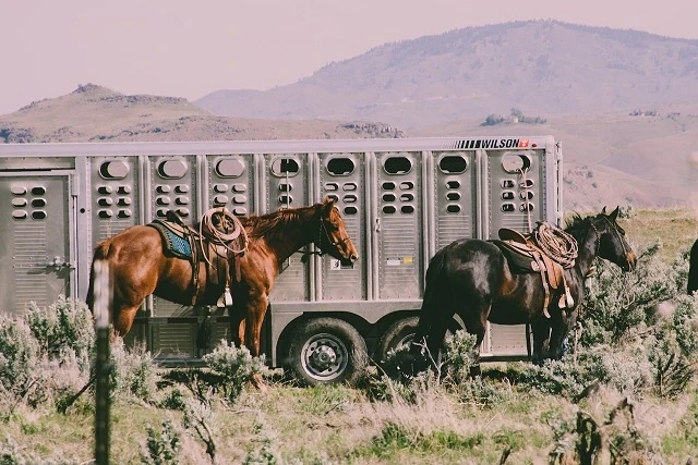 New vs. Used: Deciding on Horse Trailers and Saddles for Your Needs