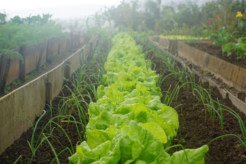 Vegetables To Grow In Your Garden