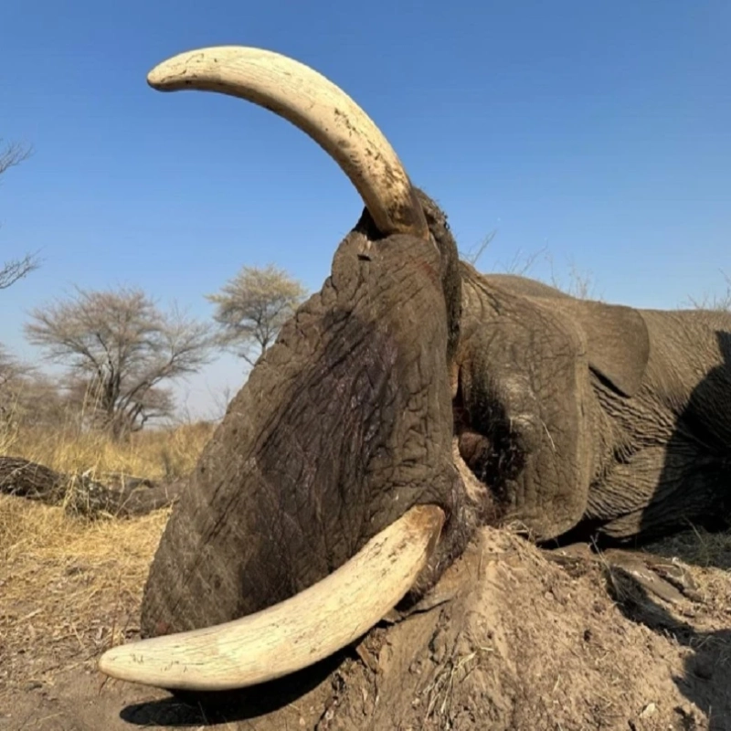 Discover the Untamed Beauty of Botswana’s Legendary Kalahari Wilderness