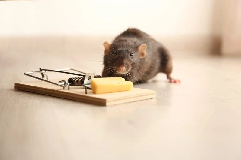 Mice control may not be within your abilities, call professionals