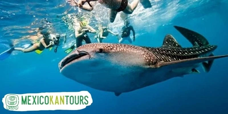 Whale Shark Tours – What you Need to Know