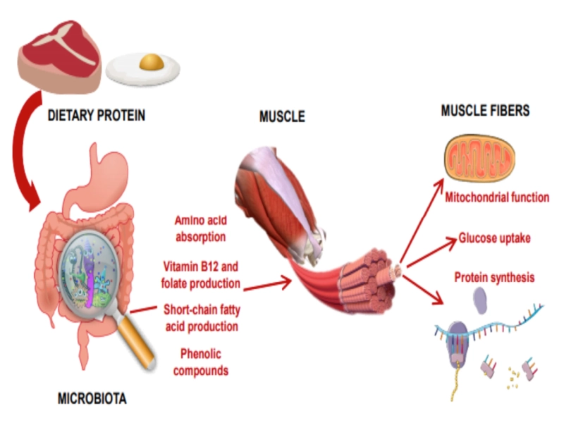 Combating Sarcopenia: The Benefits of Resistance Training