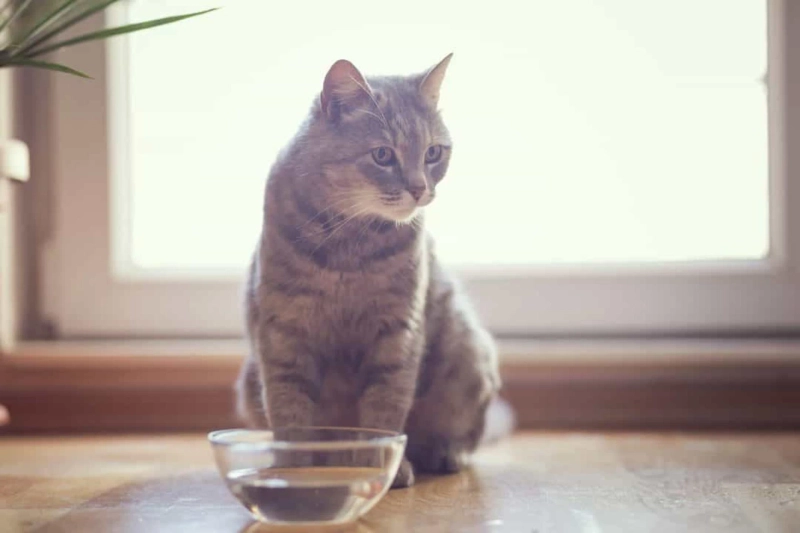 Increasing Your Cat’s Water Intake: Add Water To Kibble