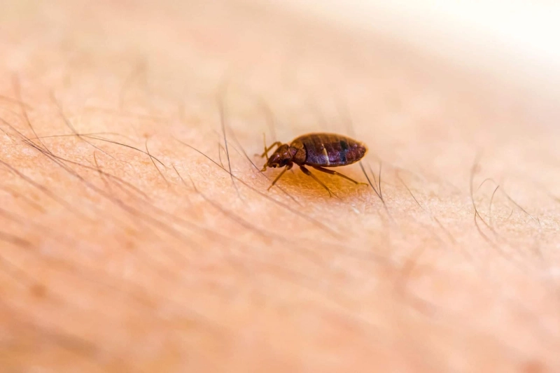 The Ultimate Guide to Bed Bug Extermination: Insights from Professionals