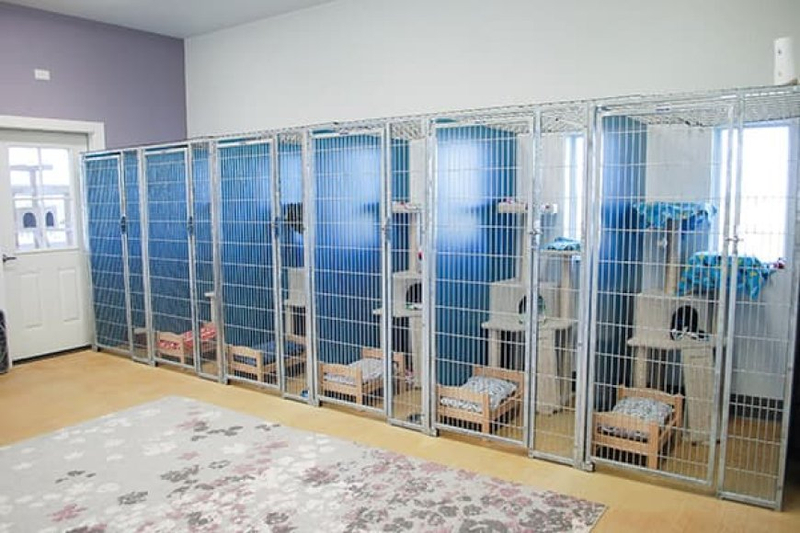 Pawsitively Pampered: Indulging Your Cat in Luxury and Extravagance in Boarding