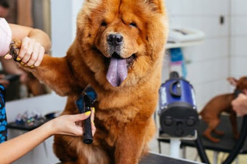 Expert Tips for Pet Grooming: Keeping Your Furry Friends Happy and Healthy