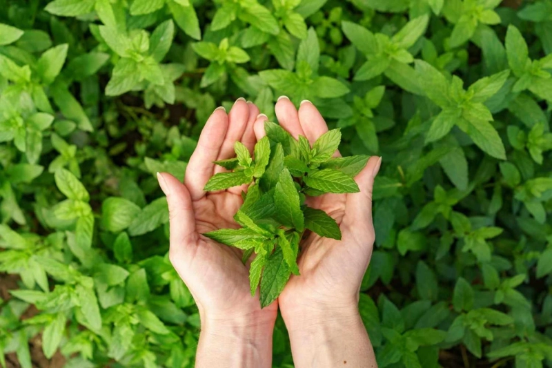 Find Out About Peppermint Tea Benefits For Overall Health