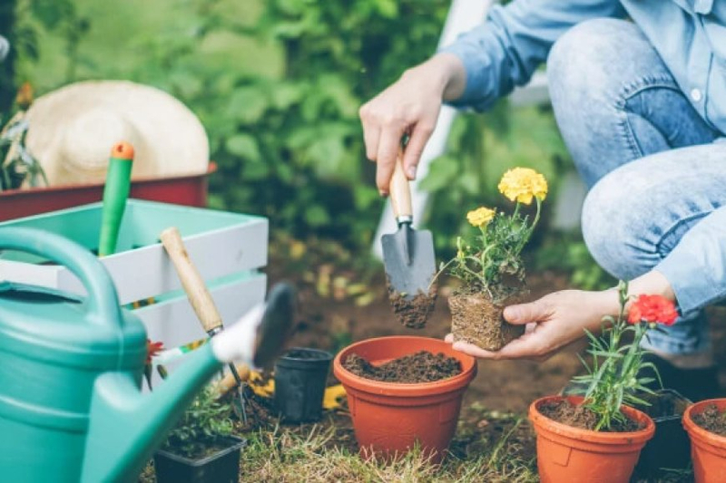 Sustainable Solutions Eco-Friendly Gardening Accessories for You