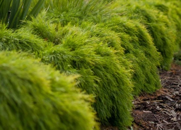 Designing a Vibrant Australian Garden with Texture and Native Flair