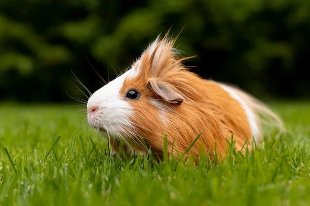 How to Select the Best Oxbow Guinea Pig Food for Your Animal Companion