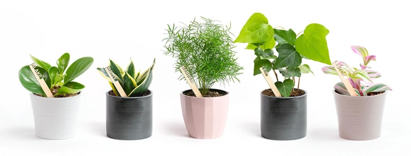 The Value Of Giving A Plant As A Gift