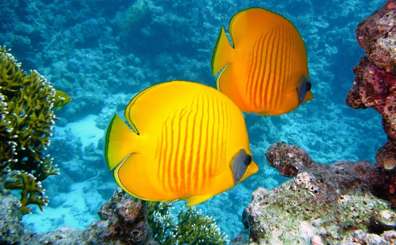 Can Rising Seafood Consumption Around The World Affect Coral Reefs?