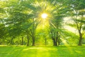 The Modern Smartphone: How a Pocket-Sized Device Became the Center of Daily Life