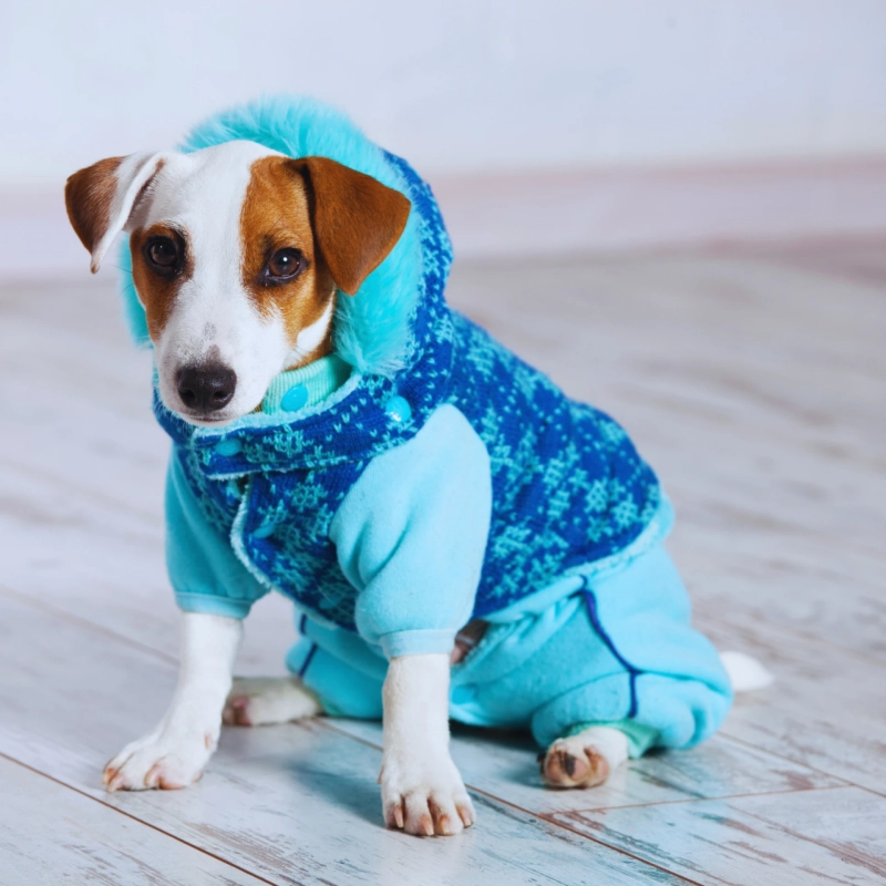 10 Trendy Dog Clothes and Accessories Your Pet Will Love