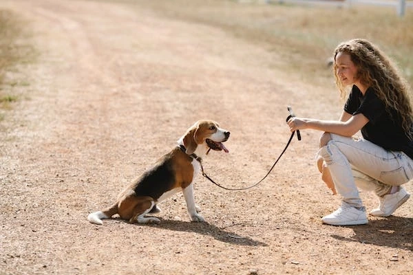 What is negative punishment for dog