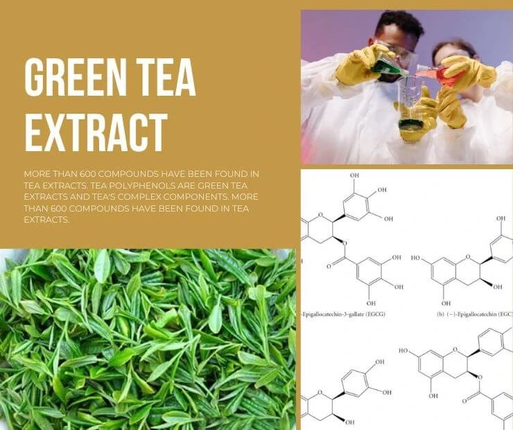 What are the main chemical components in Green tea extract