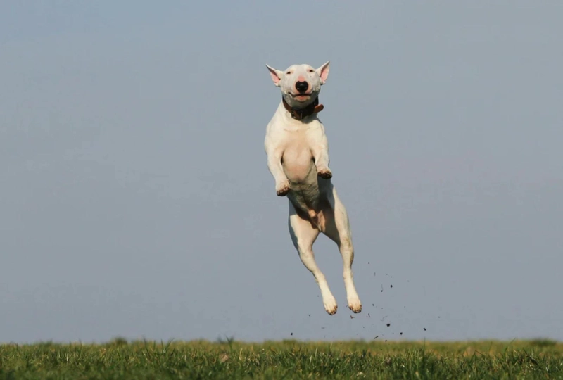 How a Dog Joint Supplement Can Improve Your Pet’s Comfort and Flexibility