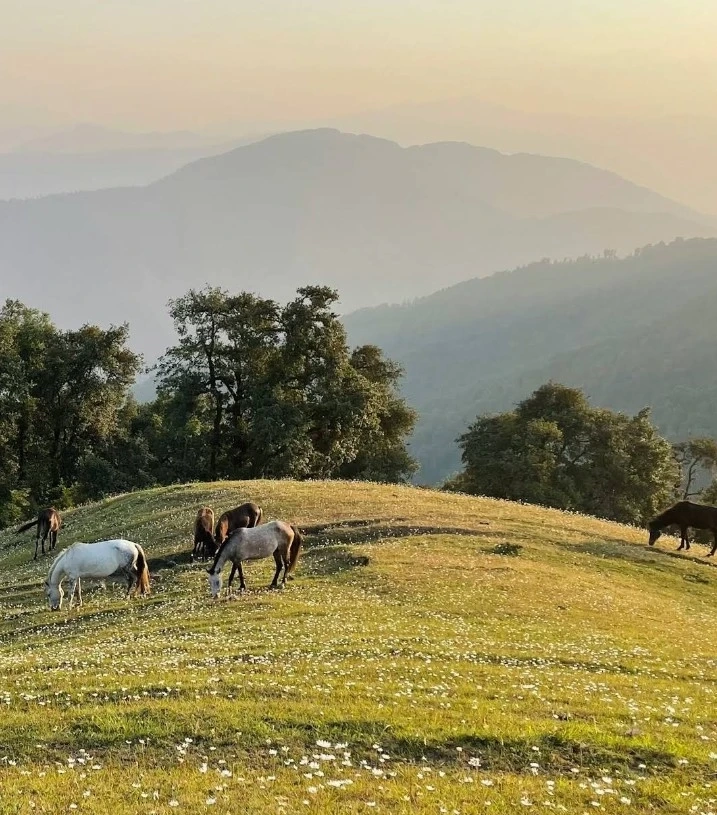 Nag Tibba Trek from Delhi or Dehradun: Perfect 2-Day Himalayan Escape