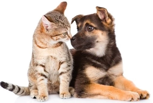 Exploring the Dynamics of the Animal Care sector