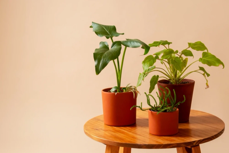 Draft: A Beginner's Guide to Buying Plants Online Safely My Post Title