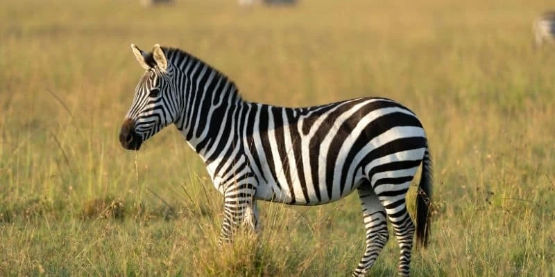 Tanzania Tours for Remarkable Safari and Travel Experiences