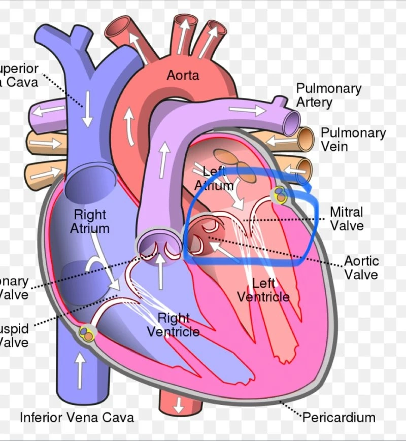 Explore the Generative Landscape of the Mitral Valve Disease Industry