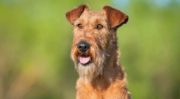Irish Terrier