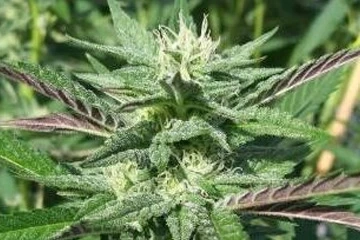 ICE CREAM CAKE (Trees Sixty Clones)