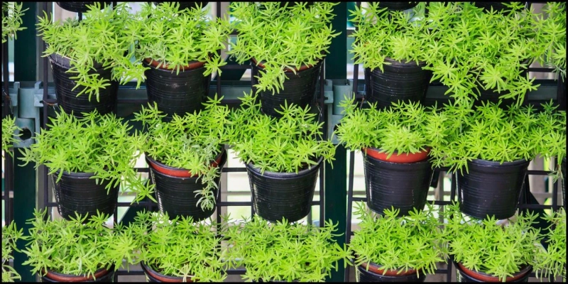 Choosing the Right Soil for Your Vertical Garden