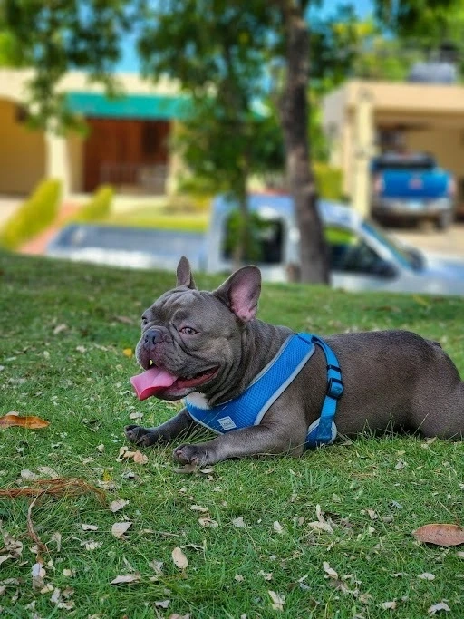 Concerned Your Brindle French Bulldog Isn’t Socializing? Use Our Structured Puppy Classes to Build Confidence!