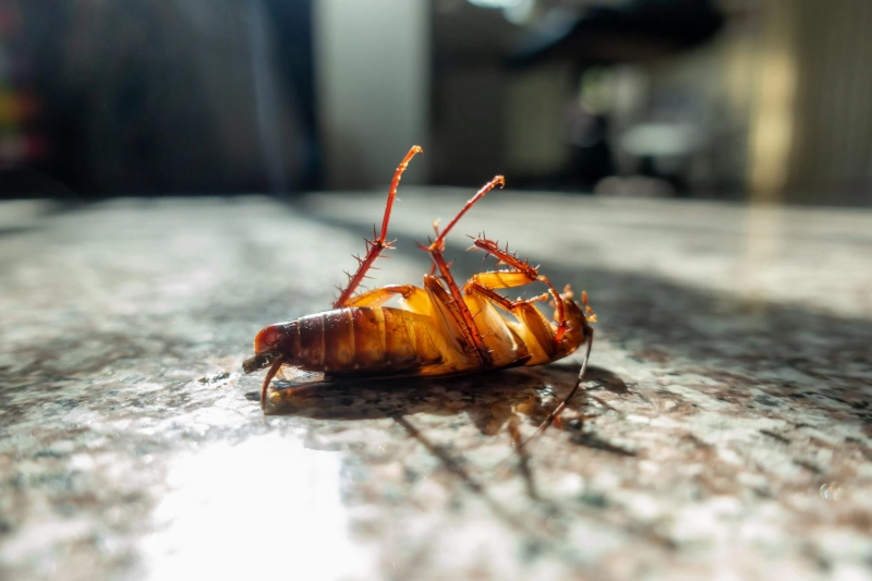 How Pest Inspection in Houston Helps a Cockroach Exterminator Deliver Better Results?