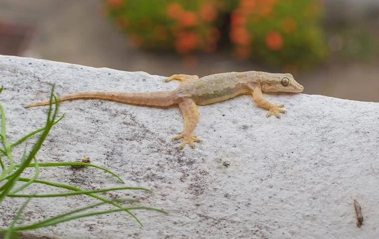  Keeping Lizards at Bay: Effective Control Strategies in Dubai