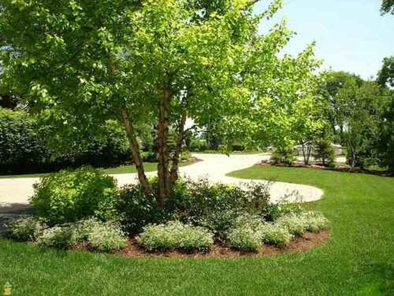 How To Get Your River Birch Trees For Sale For The Winter