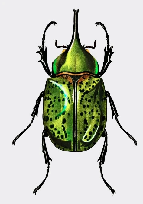 How to Set Up the Perfect Enclosure for Your Rainbow Stag Beetle