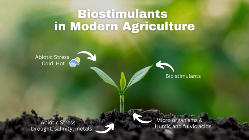 Biotechnology in Agriculture: Cultivating a Greener Tomorrow