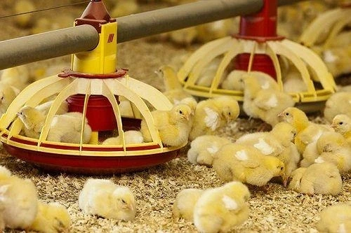 Feed Palatability Enhancer Market Set to Surge with 3.62% CAGR, Reaching USD 9.74807 Billion by 2030