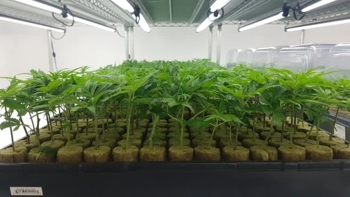 Petro Chem Clones Los Angeles,San Diego