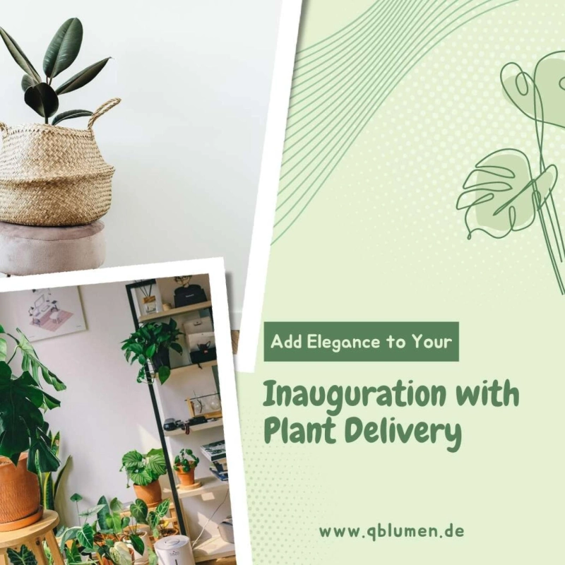 Add Elegance to Your Inauguration with Plant Delivery