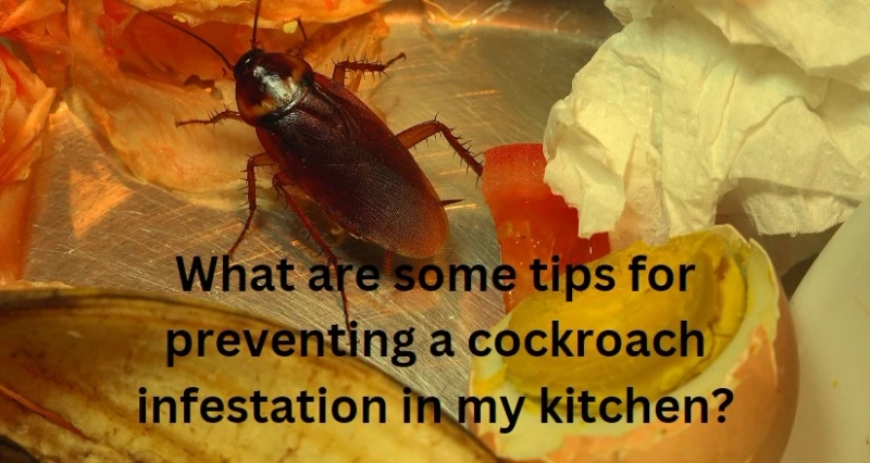 What are some tips for preventing a cockroach infestation in my kitchen?