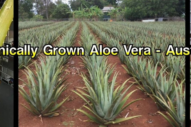 Top Health Benefits of Drinking Aloe Vera Juice