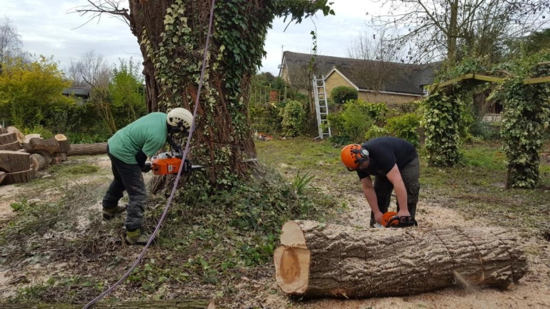 Why Should You Call a Tree Surgeon in Bedford?