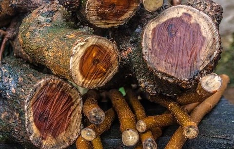 4 Things You Should Consider Before Buying Firewood In Sydney