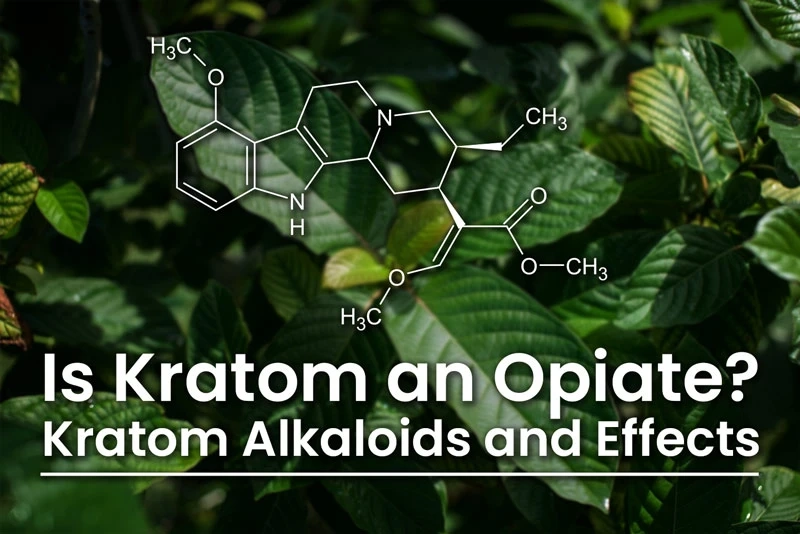 Is Kratom an Opiate? Kratom Alkaloids and Effects
