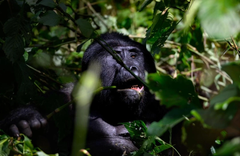 Affordable Uganda Gorilla Trekking Tours: Budget to Luxury Options