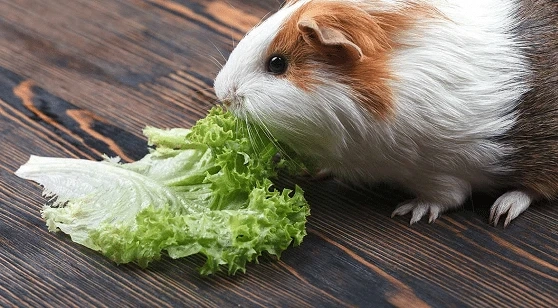 Vitamin C For Guinea Pigs