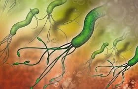 To arrive at the best results in Helicobacter Pylori Diagnostics, it is important to combine tests t