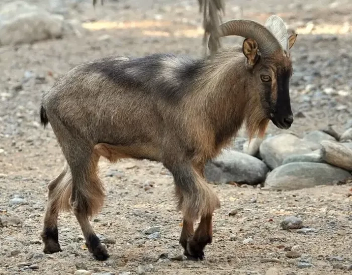 What Does A Arabian Tahr Symbolize?