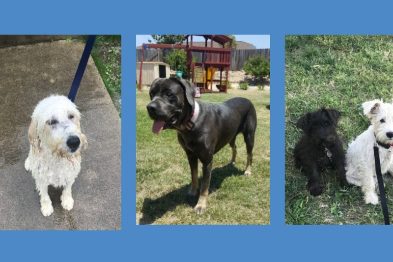 How to Choose the Right Reactive Dog Trainer for Puppy and Dogs?