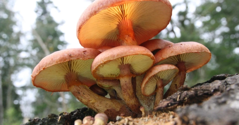 Advantages Of Magic Mushroom