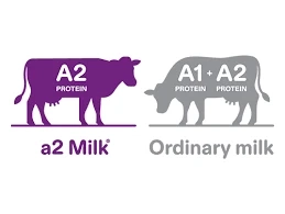 A2 Milk Market Consumer Behavior